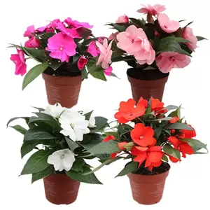 Impatiens New Guinea | Vlijtig liesje