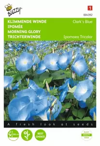 Ipomoea, Klimmende winde Grandpa Ott Buzzy Seeds - afbeelding 1