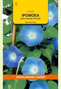 Ipomoea, Klimmende Winde Heavenly Blue Oranjeband - afbeelding 1