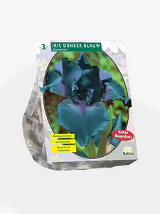 Iris Germanica, Donkerblauw per 3