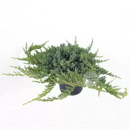Juniperus procumbens Nana | Jenerbes