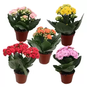 Kalanchoe Blossfeldiana | Dubbelbloemig - afbeelding 1