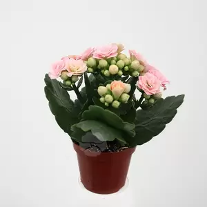 Kalanchoe Blossfeldiana | Dubbelbloemig - afbeelding 2