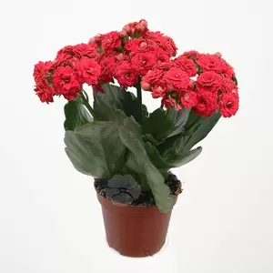 Kalanchoe Blossfeldiana | Dubbelbloemig - afbeelding 4