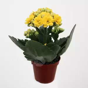 Kalanchoe Blossfeldiana | Dubbelbloemig - afbeelding 5