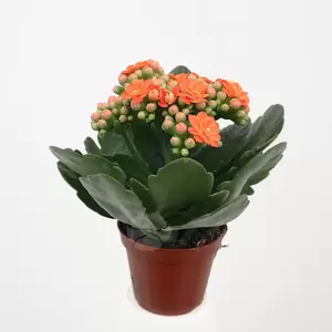 Kalanchoe Blossfeldiana | Dubbelbloemig - afbeelding 6