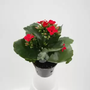 Kalanchoe Blossfeldiana | Enkelbloemig - afbeelding 2