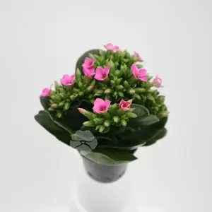 Kalanchoe Blossfeldiana | Enkelbloemig - afbeelding 3