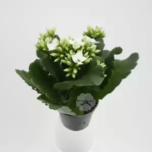 Kalanchoe Blossfeldiana | Enkelbloemig - afbeelding 4