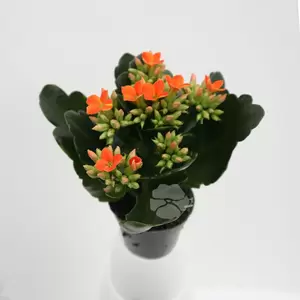 Kalanchoe Blossfeldiana | Enkelbloemig - afbeelding 5