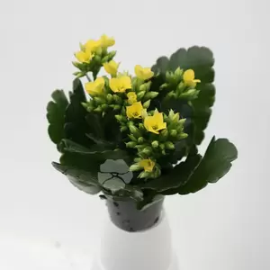 Kalanchoe Blossfeldiana | Enkelbloemig - afbeelding 6