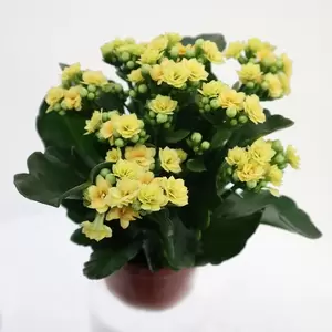 Kalanchoë Blossfeldiana Dubbelbloemig - afbeelding 3