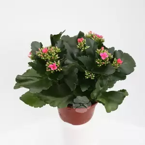 Kalanchoe Blossfeldiana - afbeelding 2