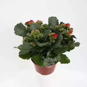 Kalanchoe Blossfeldiana - afbeelding 3