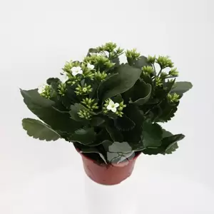 Kalanchoe Blossfeldiana - afbeelding 4