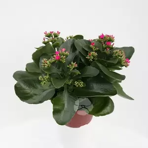 Kalanchoe Blossfeldiana - afbeelding 5