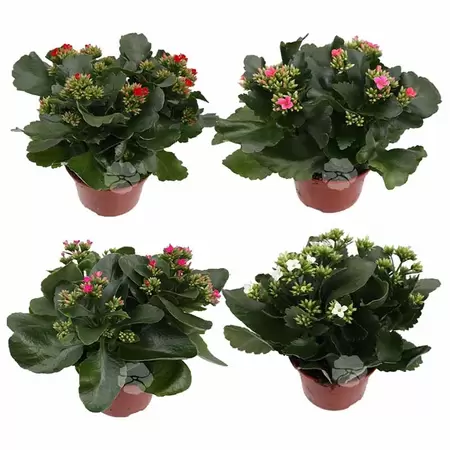 Kalanchoe Blossfeldiana - afbeelding 1