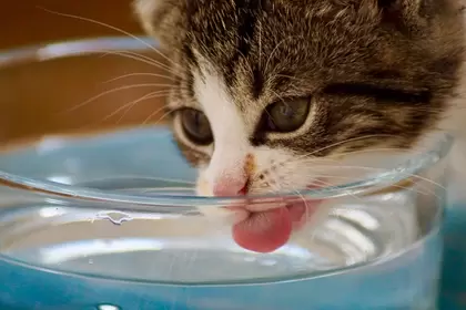 Katten eet- en drinkbakken
