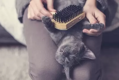 Katten kammen en borstels