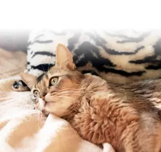 Katten overig