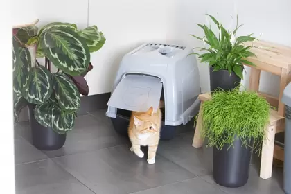 Kattenbakken en benodigdheden