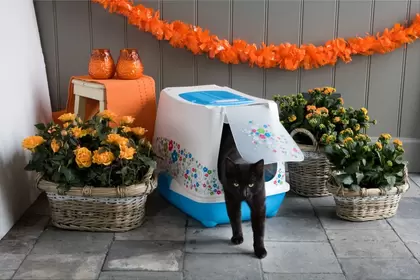 Kattenbakvulling