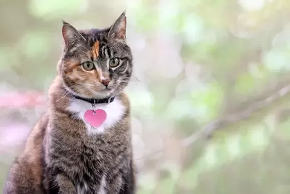 Kattenhalsbanden