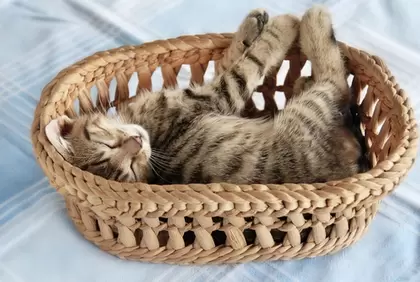 Kattenmanden