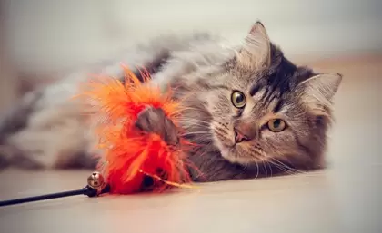 Kattenspeeltjes