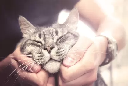 Kattenverzorging