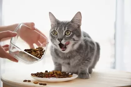 Kattenvoer