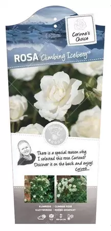 Klimroos 'Climbing Iceberg'® - afbeelding 1