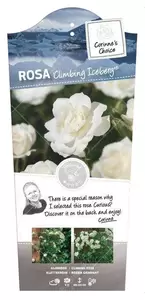 Klimroos 'Climbing Iceberg'®