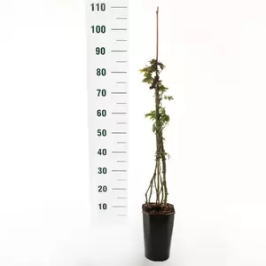 Klimroos 'Freisinger Morgenröte'® pot 17 cm stok100 70/80 - afbeelding 2