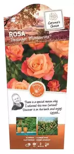 Klimroos 'Freisinger Morgenröte'® pot 17 cm stok100 70/80 - afbeelding 1