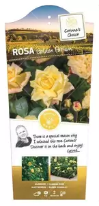 Klimroos 'Golden Parfum' Pot17cm Stok100 70/80cm - afbeelding 1