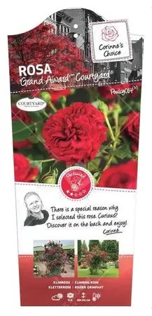 Klimroos 'Grand Award'(TM) Courtyard® pot 17 cm stok100 70/80 - afbeelding 1