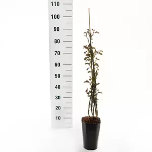 Klimroos 'Grand Award'(TM) Courtyard® pot 17 cm stok100 70/80 - afbeelding 2