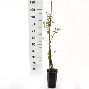 Klimroos 'Indigoletta' pot 17 cm stok100 70/80 - afbeelding 2