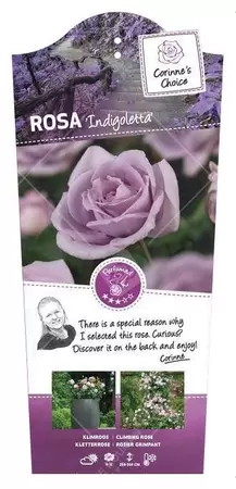 Klimroos 'Indigoletta' pot 17 cm stok100 70/80 - afbeelding 1