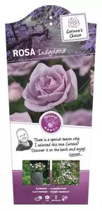 Klimroos 'Indigoletta' pot 17 cm stok100 70/80 - afbeelding 1