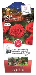 Klimroos 'Jive'(TM) Courtyard® pot 17 cm stok100 70/80 - afbeelding 1