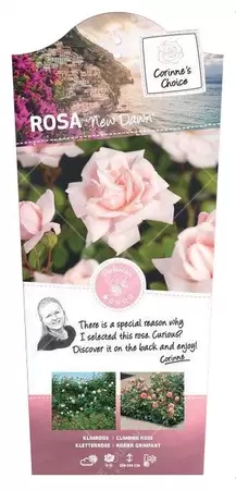 Klimroos 'New Dawn' - afbeelding 1