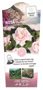 Klimroos 'New Dawn' - afbeelding 1