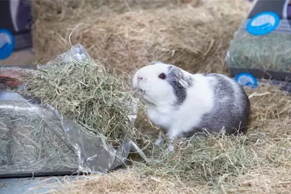 Knaagdier Bodembedekking