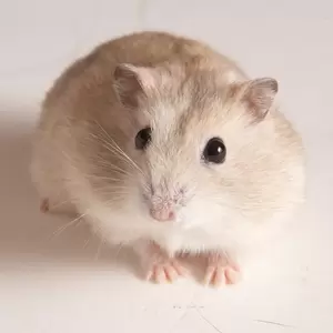 Knaagdier kammen en borstels