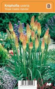 Kniphofia uvaria Royal Castle Hy p9