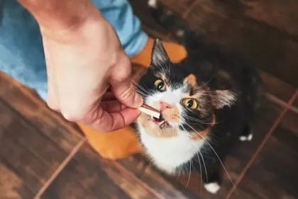 Koekjes en snacks voor de kat