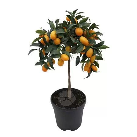 Kumquat op stam