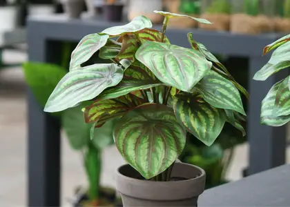 Kunstbloemen en -planten